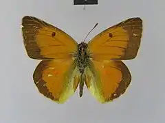 曙光豆粉蝶Colias aurorina