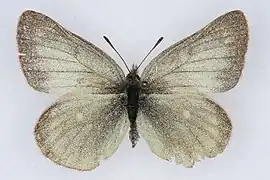 黑緣綠豆粉蝶Colias behrii