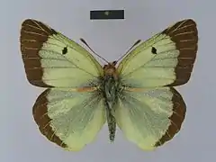 寬緣豆粉蝶Colias chlorocoma