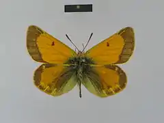 黃邊紅豆粉蝶Colias dubia