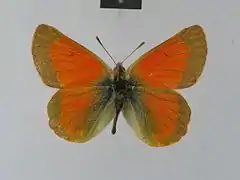 曙紅豆粉蝶Colias eogene