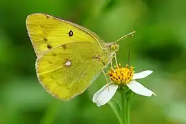 斑緣豆粉蝶Colias erate