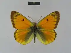 菲兒豆粉蝶Colias felderi