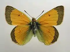 赫克豆粉蝶Colias hecla