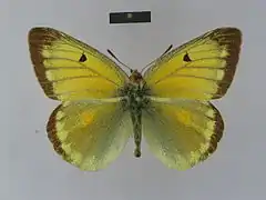 黎明豆粉蝶Colias heos