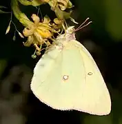 粉紅緣豆粉蝶Colias interior