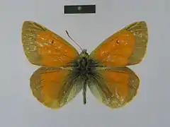 Colias leechi