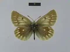 Colias nebulosa