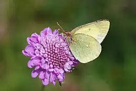 黑緣豆粉蝶Colias palaeno