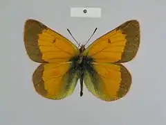 斯托豆粉蝶Colias stoliczkana