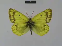 西藏豆粉蝶Colias thrasibulus