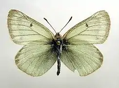 興安豆粉蝶Colias tyche