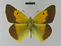 維斯豆粉蝶Colias wiskotti