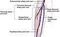 Segments of the femoral artery.