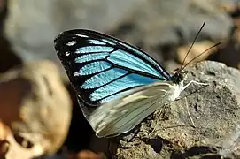 纈草青粉蝶Pareronia valeria