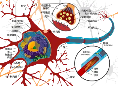 神經元細胞結構示意圖