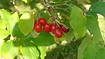 大果山茱萸Cornelian cherry