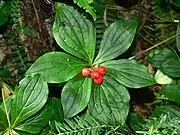 阿拉斯加草茱萸（英语：）Alaskan bunchberry