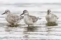 红腹滨鹬 (Calidris canutus)