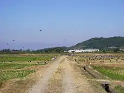 出水平原（出水鶴類飛来地（日语：））