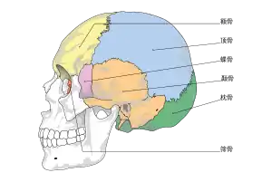 顱骨。