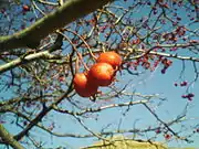 山楂Chinese hawthorn