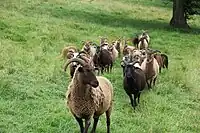 索厄羊(Soay sheep)，仅见于圣基尔达群岛索厄岛的野化绵羊种群（现已转移至赫塔岛），据信是新石器时代欧洲绵羊的孑遗。