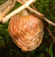 牛心番荔枝Custard apple