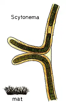 Heterocyst of Scytonema crispum