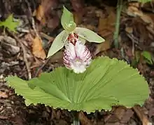 扇脉杓兰Cypripedium japonicum