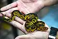 Black gold Ball python.