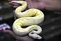 Rare colour Ball python.