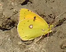 蟻豆粉蝶Colias myrmidone