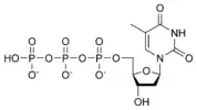 Chemical structure of deoxythymidine triphosphate