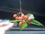 櫻桃Chinese cherry