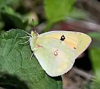 紅點豆粉蝶Colias croceus