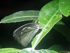 深色青粉蝶Pareronia ceylanica