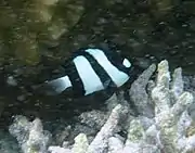 一尾在關島海域的宅泥魚