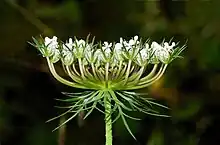 野胡蘿蔔的複繖形花序