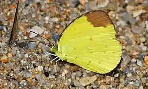 西姆黃粉蝶Eurema simulatrix