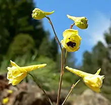 黄翠雀花