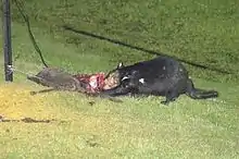 A black devil standing on a patch of cut grass in a paddock, next to a wire fence. It is biting into the torn carcass of an animal.