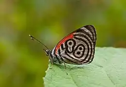 紅渦蛺蝶（89渦蛺蝶）D. c. marchalii