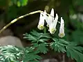 兜狀荷包牡丹Dicentra cucullaria