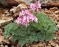 奇妙荷包牡丹Dicentra peregrina