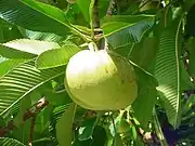 第倫桃Elephant apple