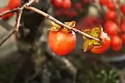 豆柿Date-plum