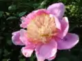 Paeonia lactiflora'Doreen'