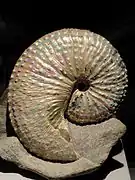 Douvilleiceras clementium 的化石