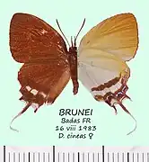 新杜灰蝶Drupadia cineas♀